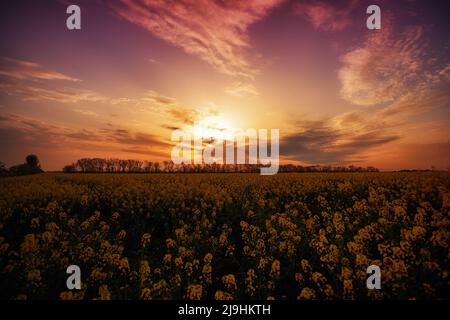 Magnifique coucher de soleil fantastique sur un champ de fleurs jaunes Banque D'Images