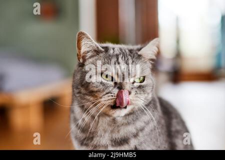 Le chat dépasse le timon à la position initiale Banque D'Images