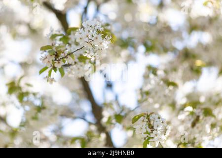Branche blanche de cerisier en fleur Banque D'Images