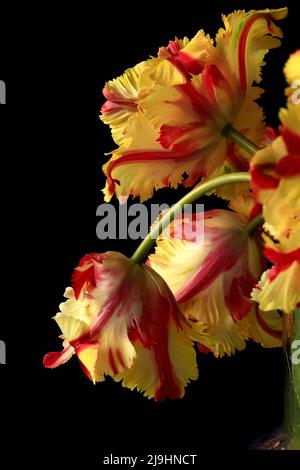 Photo studio de tulipes de perroquet jaune et rouge en fleurs Banque D'Images