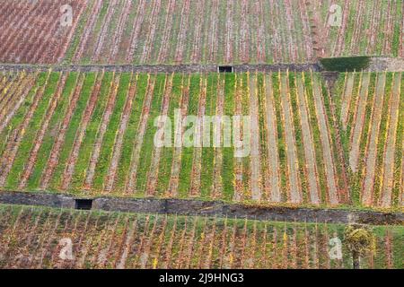 Des rangées de vignes dans un vignoble sur une colline près de Bacharach, en Allemagne, le jour de l'automne. Banque D'Images