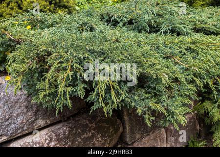 Les branches de genévrier pendent sur une clôture en pierre dans un jardin botanique. Aménagement paysager Banque D'Images