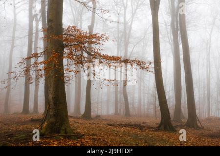Forêt de hêtres le jour d'automne brumeux Banque D'Images