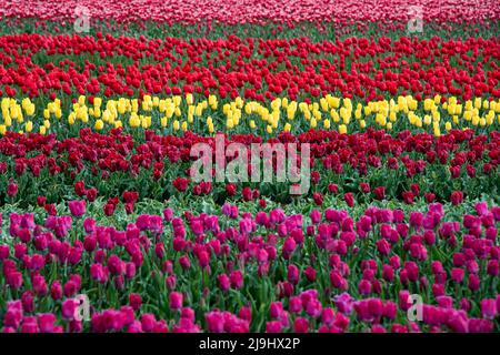 Champ de plusieurs tulipes de différentes couleurs Banque D'Images