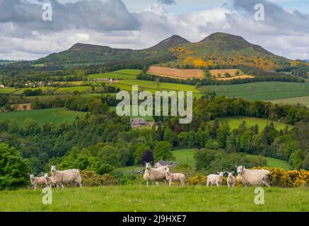 Melrose, Royaume-Uni. 23rd mai 2022. Scotts View. Frontières écossaises. Écosse. Météo britannique, Vue depuis Scotts View vers les collines d'Eildon, avec l'herbe verte luxuriante et les gorges jaune vif en fleur créant une scène colorée au célèbre monument dédié à l'auteur écossais Sir Walter Scott. Des moutons et des agneaux s'empare sur la colline surplombant Scotts View aujourd'hui. Crédit : phil wilkinson/Alay Live News Banque D'Images