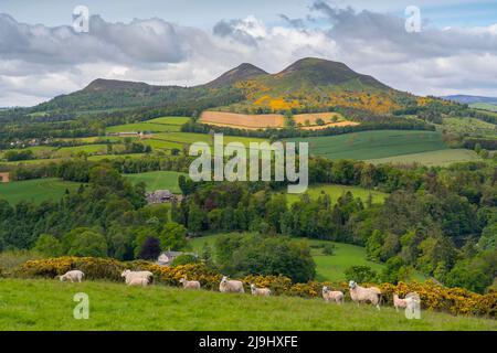 Melrose, Royaume-Uni. 23rd mai 2022. Scotts View. Frontières écossaises. Écosse. Météo britannique, Vue depuis Scotts View vers les collines d'Eildon, avec l'herbe verte luxuriante et les gorges jaune vif en fleur créant une scène colorée au célèbre monument dédié à l'auteur écossais Sir Walter Scott. Des moutons et des agneaux s'empare sur la colline surplombant Scotts View aujourd'hui. Crédit : phil wilkinson/Alay Live News Banque D'Images