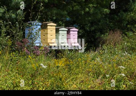 Ruches colorées adjacentes au champ de fleurs sauvages en été Banque D'Images