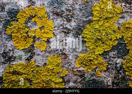 Le lichen jaune-vert s'étend sur l'écorce d'un peuplier faux-tremble. La texture de l'écorce de peuplier est rapprochée. Banque D'Images