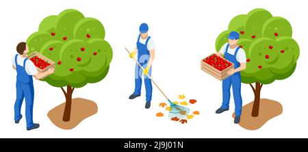 Jardiniers isométriques, agriculteurs et travailleurs s'occupant du jardin, cultivant des produits agricoles. Pommes mûres en verger prêtes pour la récolte Illustration de Vecteur