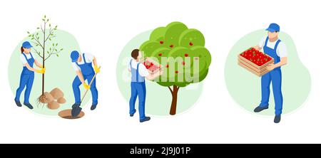 Jardiniers isométriques, agriculteurs et travailleurs s'occupant du jardin, cultivant des produits agricoles. Pommes mûres en verger prêtes pour la récolte Illustration de Vecteur
