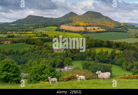 Melrose, Royaume-Uni. 23rd mai 2022. Scotts View. Frontières écossaises. Écosse. Météo britannique, Vue depuis Scotts View vers les collines d'Eildon, avec l'herbe verte luxuriante et les gorges jaune vif en fleur créant une scène colorée au célèbre monument dédié à l'auteur écossais Sir Walter Scott. Des moutons et des agneaux s'empare sur la colline surplombant Scotts View aujourd'hui. Crédit : phil wilkinson/Alay Live News Banque D'Images