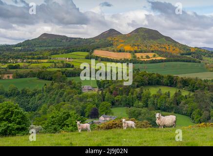 Melrose, Royaume-Uni. 23rd mai 2022. Scotts View. Frontières écossaises. Écosse. Météo britannique, Vue depuis Scotts View vers les collines d'Eildon, avec l'herbe verte luxuriante et les gorges jaune vif en fleur créant une scène colorée au célèbre monument dédié à l'auteur écossais Sir Walter Scott. Des moutons et des agneaux s'empare sur la colline surplombant Scotts View aujourd'hui. Crédit : phil wilkinson/Alay Live News Banque D'Images