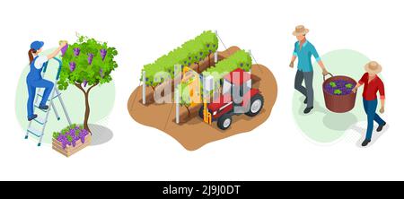 Jardiniers isométriques, agriculteurs, travailleurs qui s'occupent du jardin, produits agricoles en culture. Vendange, raisins rouges. Vignoble en récolte d'automne Illustration de Vecteur