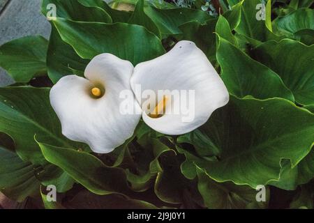 Nénuphar asiatique « Crowborough » Banque D'Images