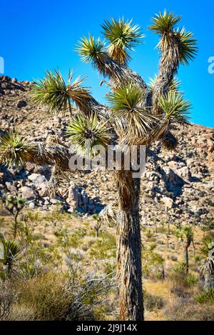 L'unique Joshua Tree, du genre Yucca, avec son tronc poilu et ses grappes piquantes parmi le paysage désertique dans le parc national de Joshua Tree, dans le Banque D'Images