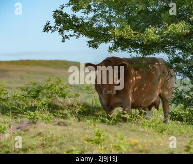 Vache brune à l'abri du soleil sous une brousse dans la campagne anglaise Banque D'Images