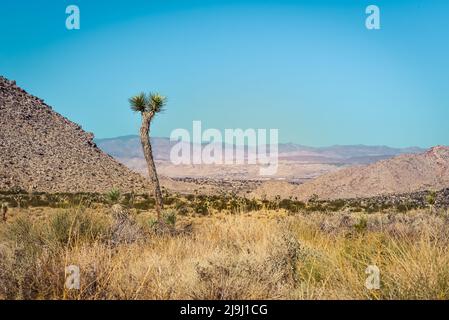 Un arbre de Joshua se dresse seul parmi les paysages désertiques surplombant la vallée de Coachella, dans le parc national de Joshua Tree, dans le désert de Mojave, CA, Etats-Unis Banque D'Images