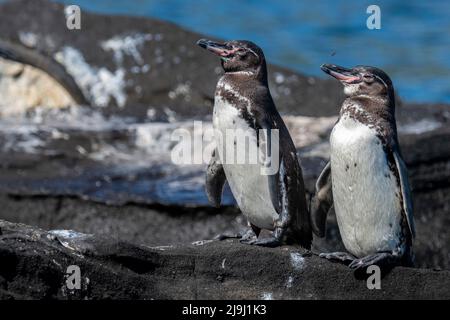 Equateur, Galapagos, côte nord-ouest d'Isabela, Tagas Cove. Pingouins de Galapagos (SAUVAGES : Sphensicus mendiculus) Banque D'Images