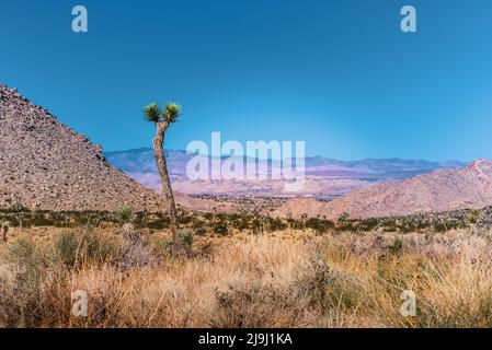 Un arbre de Joshua se dresse seul parmi les paysages désertiques surplombant la vallée de Coachella, dans le parc national de Joshua Tree, dans le désert de Mojave, CA, Etats-Unis Banque D'Images