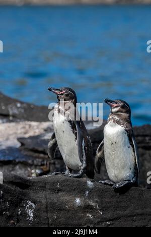 Equateur, Galapagos, côte nord-ouest d'Isabela, Tagas Cove. Pingouins de Galapagos (SAUVAGES : Sphensicus mendiculus) Banque D'Images