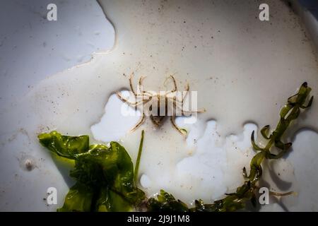 De beaux crabes d'araignées d'eau douce (Amarinus lacustris) se trouvent dans un estuaire de rivière. Ils sont au sujet de doigt-ongle taille (1cm ou moins carapace). Banque D'Images