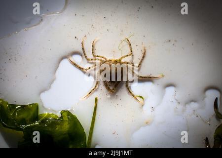 De beaux crabes d'araignées d'eau douce (Amarinus lacustris) se trouvent dans un estuaire de rivière. Ils sont au sujet de doigt-ongle taille (1cm ou moins carapace). Banque D'Images