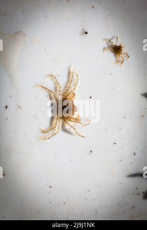 De beaux crabes d'araignées d'eau douce (Amarinus lacustris) se trouvent dans un estuaire de rivière. Ils sont au sujet de doigt-ongle taille (1cm ou moins carapace). Banque D'Images