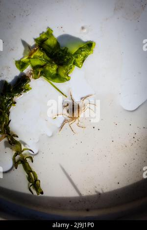 De beaux crabes d'araignées d'eau douce (Amarinus lacustris) se trouvent dans un estuaire de rivière. Ils sont au sujet de doigt-ongle taille (1cm ou moins carapace). Banque D'Images