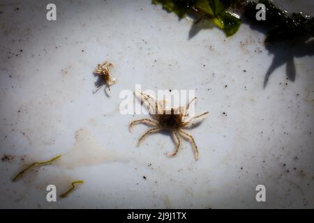 De beaux crabes d'araignées d'eau douce (Amarinus lacustris) se trouvent dans un estuaire de rivière. Ils sont au sujet de doigt-ongle taille (1cm ou moins carapace). Banque D'Images