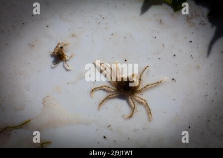 De beaux crabes d'araignées d'eau douce (Amarinus lacustris) se trouvent dans un estuaire de rivière. Ils sont au sujet de doigt-ongle taille (1cm ou moins carapace). Banque D'Images