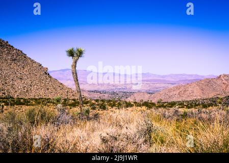 Un arbre de Joshua se dresse seul parmi les paysages désertiques surplombant la vallée de Coachella, dans le parc national de Joshua Tree, dans le désert de Mojave, CA, Etats-Unis Banque D'Images