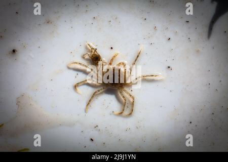 De beaux crabes d'araignées d'eau douce (Amarinus lacustris) se trouvent dans un estuaire de rivière. Ils sont au sujet de doigt-ongle taille (1cm ou moins carapace). Banque D'Images