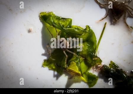 De beaux crabes d'araignées d'eau douce (Amarinus lacustris) se trouvent dans un estuaire de rivière. Ils sont au sujet de doigt-ongle taille (1cm ou moins carapace). Banque D'Images