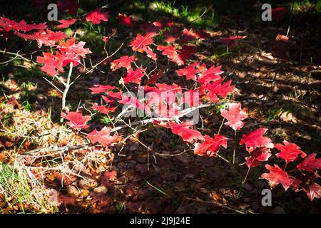 Feuilles d'automne, d'une plantule de chêne: J'aime juste ces riches couleurs d'automne. Banque D'Images