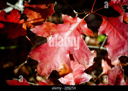 Feuilles d'automne, d'une plantule de chêne: J'aime juste ces riches couleurs d'automne. Banque D'Images