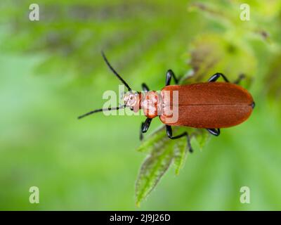 Cardinal Beetle à tête rouge, Pyrochroma serraticornis, sur feuille, Royaume-Uni. Banque D'Images