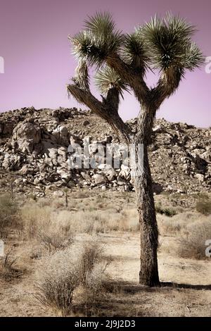 L'unique Joshua Tree avec son tronc barbu et ses feuilles picky parmi les rochers et les rochers du parc national de Joshua Tree, dans le désert de Mojave, Californie Banque D'Images