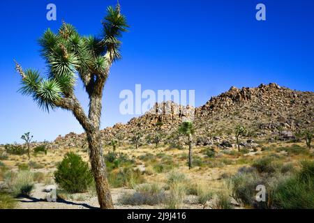 L'unique Joshua Tree avec son tronc barbu et ses feuilles picky dans les rochers et les rochers du parc national de Joshua Tree, dans le désert de Mojave, CA Banque D'Images