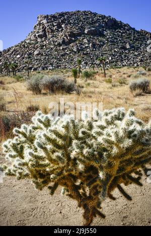 Le parc national unique de la Jolla cactus gardenin Joshua Tree dans le désert de Mojave, en Californie Banque D'Images