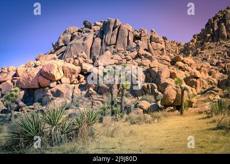 L'unique Joshua Tree avec son tronc barbu et ses feuilles picky dans les rochers et les rochers du parc national de Joshua Tree, dans le désert de Mojave, CA Banque D'Images