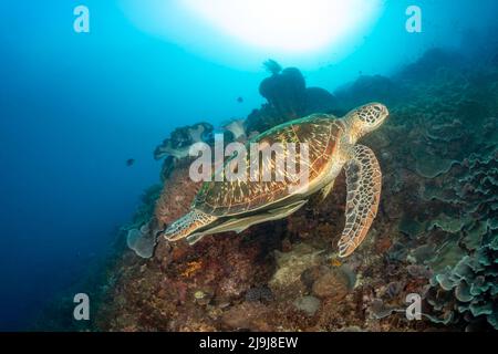 Un sharksucker ou remora, Echeneis naucrates, s'accroche sur le dessous de cette tortue de mer verte, Chelonia mydas, une espèce en voie de disparition, les Philippines Banque D'Images