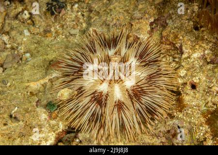 Un oursin de collection coloré, Pseudoboletia maculata, Philippines. Il se trouve dans le centre ouest de l'océan Pacifique. Cette espèce est associée au récif, un Banque D'Images