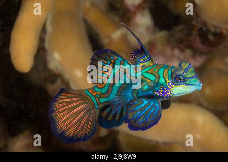 Mandarinfish, Synchiropus splendidus, Yap, Micronésie. Banque D'Images