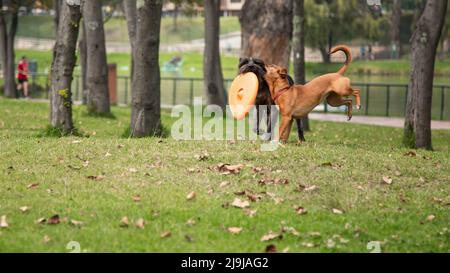 deux chiens jouant avec happy frisbee dans le parc Banque D'Images