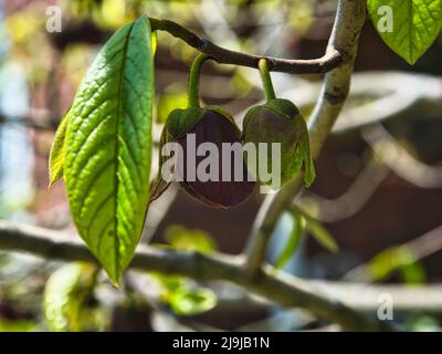 L'arbre de pawpaw fleurit au début du printemps Banque D'Images