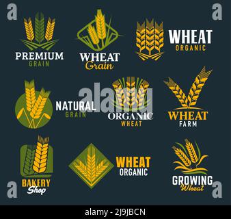 Agriculture épis et pointes de céréales. Le blé vectoriel, le seigle et la tige d'orge ont isolé des symboles d'épillets dorés, de grains mûrs, de feuilles jaunes et vertes. Boulangerie, pain et céréales biologiques Illustration de Vecteur