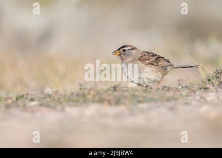 Une femelle à couronne blanche (Zonotrichia leucophrys) nourrit et mange des graines sur le sol à point Reyes National Seashore, en Californie, États-Unis. Banque D'Images