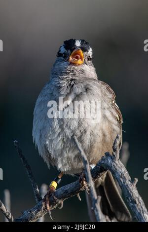 Un moineau à couronne blanche (Zonotrichia leucophrys) chantant d'une perche dans le littoral national de point Reyes, dans le comté de Marin, en Californie. Banque D'Images