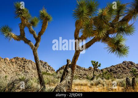 L'unique Joshua Tree avec son tronc poilu et ses amas de pointes parmi les rochers du parc national de Joshua Tree, dans le désert de Mojave, au sud Banque D'Images