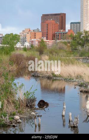 Castor américain (Castor canadensis) se nourrissant au bord de l'étang avec les gratte-ciel de Calgary derrière, parc de l'île Prince, Calgary, Alberta, Canada Banque D'Images